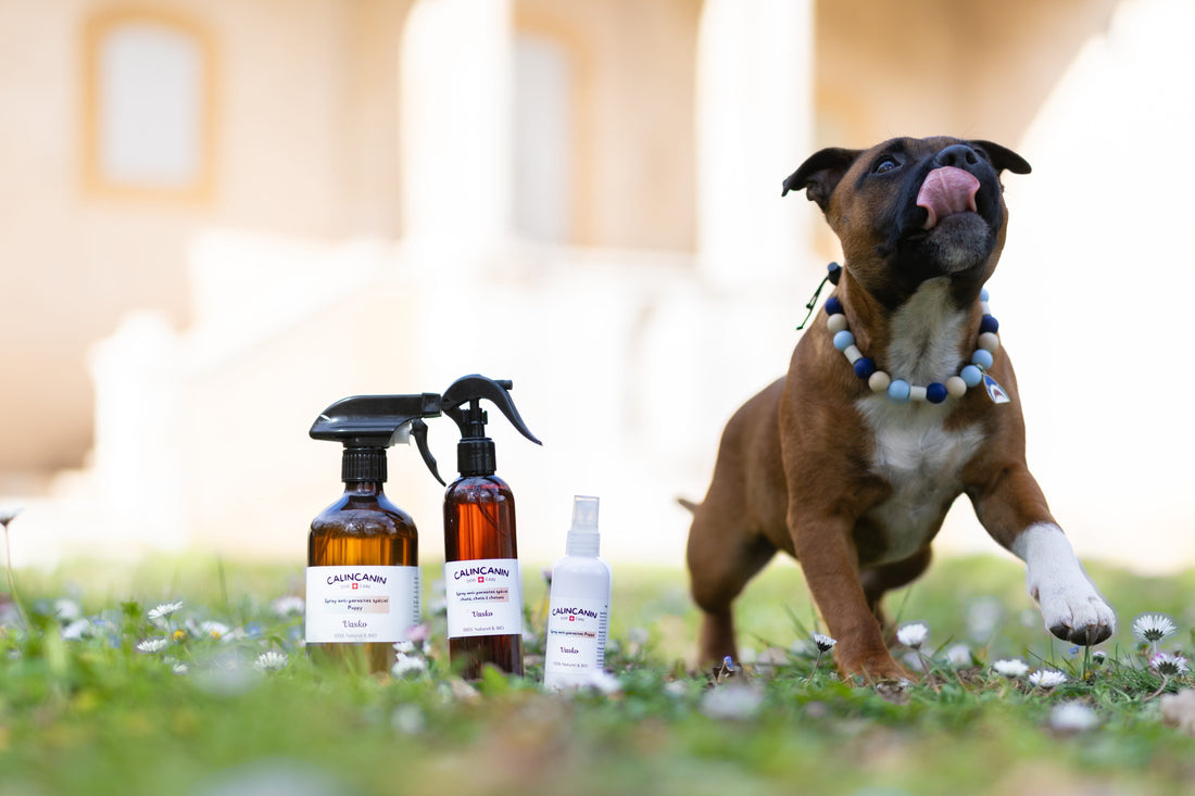 Soins naturels et artisanaux pour animaux sensibles
