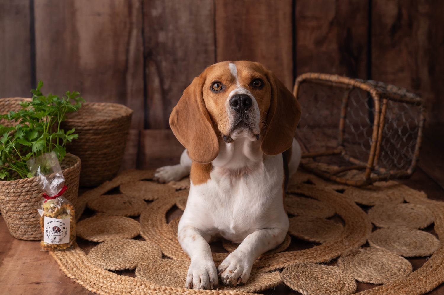 Biscuits pour chien