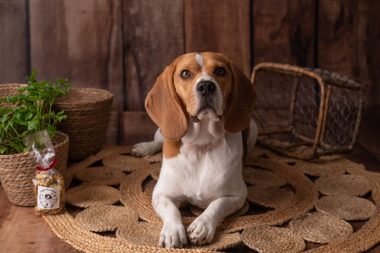 Biscuits pour chien